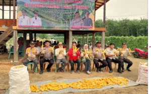 Polsek Jaluko dan Pemdes Sungai Duren Panen Perdana Jagung Hibrida