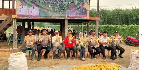 Polsek Jaluko dan Pemdes Sungai Duren Panen Perdana Jagung Hibrida