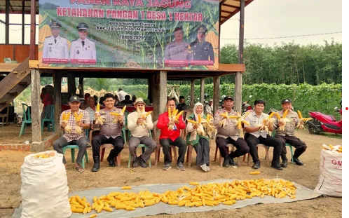 Polsek Jaluko dan Pemdes Sungai Duren Panen Perdana Jagung Hibrida