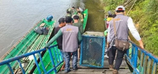 Dua Orangutan Rehabilitasi YPOS Kembali ke Alam Liar