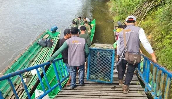 Dua Orangutan Rehabilitasi YPOS Kembali ke Alam Liar