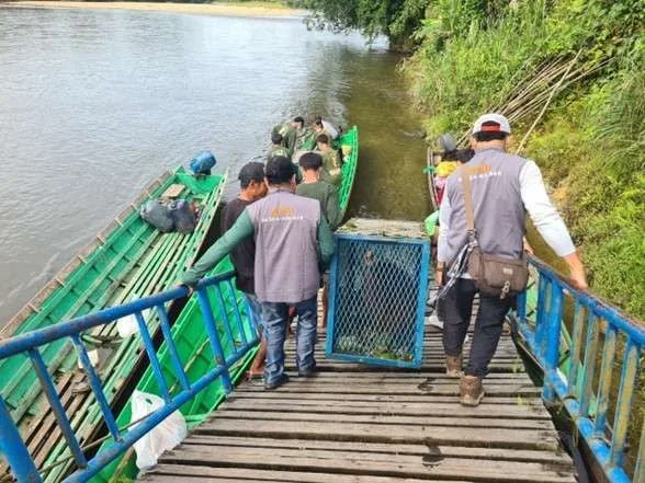 Dua Orangutan Rehabilitasi YPOS Kembali ke Alam Liar