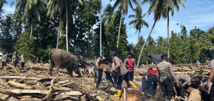 Kematian Gajah Laila Picu Langkah Cepat Menhut Datangkan Dokter Gajah