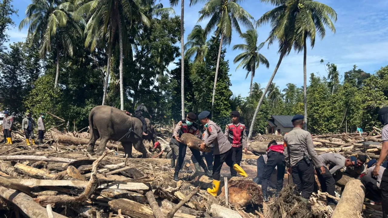 Kematian Gajah Laila Picu Langkah Cepat Menhut Datangkan Dokter Gajah