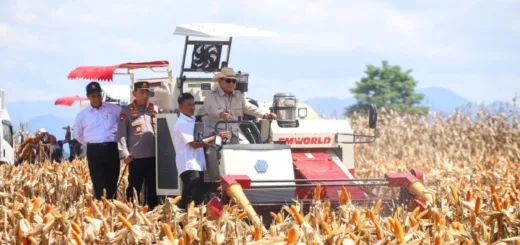 Produksi Jagung Naik Signifikan 2025 Capai 16,11 Juta Ton