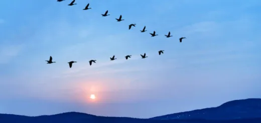 Kasus Nipah di India Picu Kewaspadaan, Migrasi Satwa Jadi Sorotan