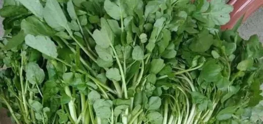 Lebih dari Sekadar Kenyang, Ini Makanan dengan Kandungan Gizi Tinggi