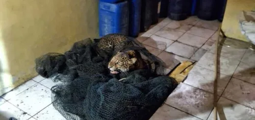 Macan Tutul Pacet Dirawat di Taman Satwa Cikembulan