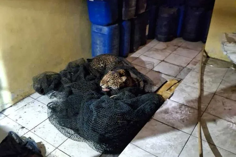 Macan Tutul Pacet Dirawat di Taman Satwa Cikembulan