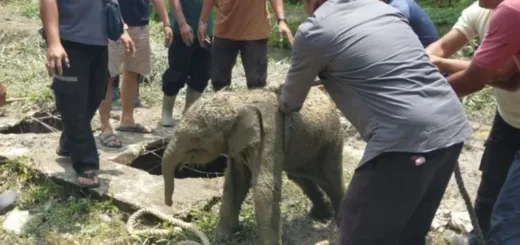 Anak Gajah Terjebak Septik Tank di Siak, Induk ‘Berterima Kasih’ Usai Evakuasi