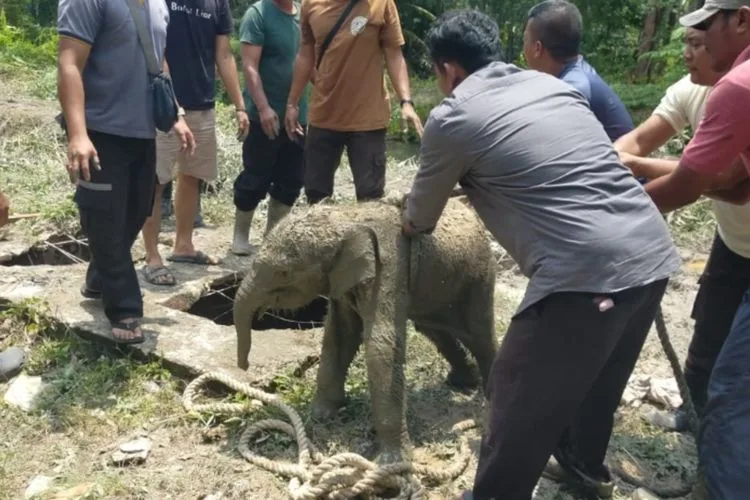 Anak Gajah Terjebak Septik Tank di Siak, Induk ‘Berterima Kasih’ Usai Evakuasi