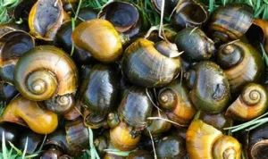 Dari Sawah ke Meja Makan,Keong Mas Bahan Pangan Bergizi yang Bernilai Ekonomi Tinggi