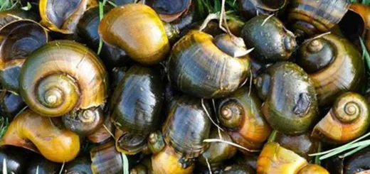 Dari Sawah ke Meja Makan,Keong Mas Bahan Pangan Bergizi yang Bernilai Ekonomi Tinggi