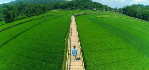 Produksi Beras Januari 2026 Tembus 1,75 Juta Ton, Melonjak 38,56 Persen