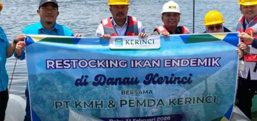 Pemkab Kerinci dan PT KMH Tebar Ikan Endemik untuk Jaga Danau Kerinci