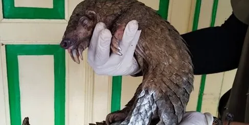 Dua Tersangka Perdagangan Satwa Dilindungi di Magelang Dilimpahkan ke Jaksa