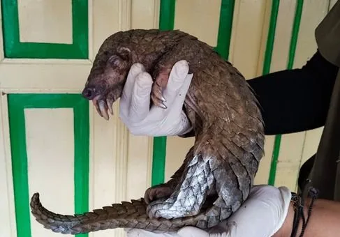 Dua Tersangka Perdagangan Satwa Dilindungi di Magelang Dilimpahkan ke Jaksa