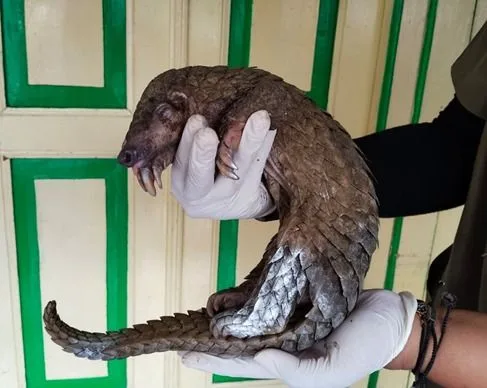 Dua Tersangka Perdagangan Satwa Dilindungi di Magelang Dilimpahkan ke Jaksa