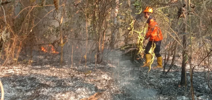Alarm Karhutla! Badan Meteorologi, Klimatologi, dan Geofisika Catat Lonjakan Titik Panas di Riau
