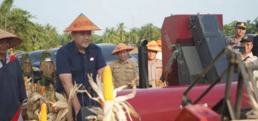 Merangin Genjot Ketahanan Pangan,Panen Jagung Capai 162 Ton,