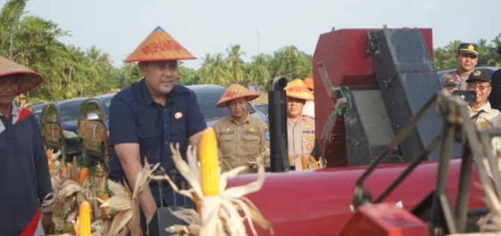 Merangin Genjot Ketahanan Pangan,Panen Jagung Capai 162 Ton,