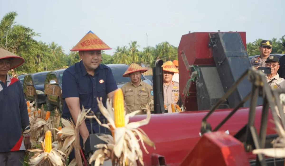 Merangin Genjot Ketahanan Pangan,Panen Jagung Capai 162 Ton,