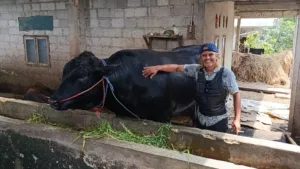 Sapi Hibrida 1,15 Ton Ini Jadi Andalan Kurban Presiden di Iduladha 2026