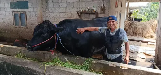 Sapi Hibrida 1,15 Ton Ini Jadi Andalan Kurban Presiden di Iduladha 2026