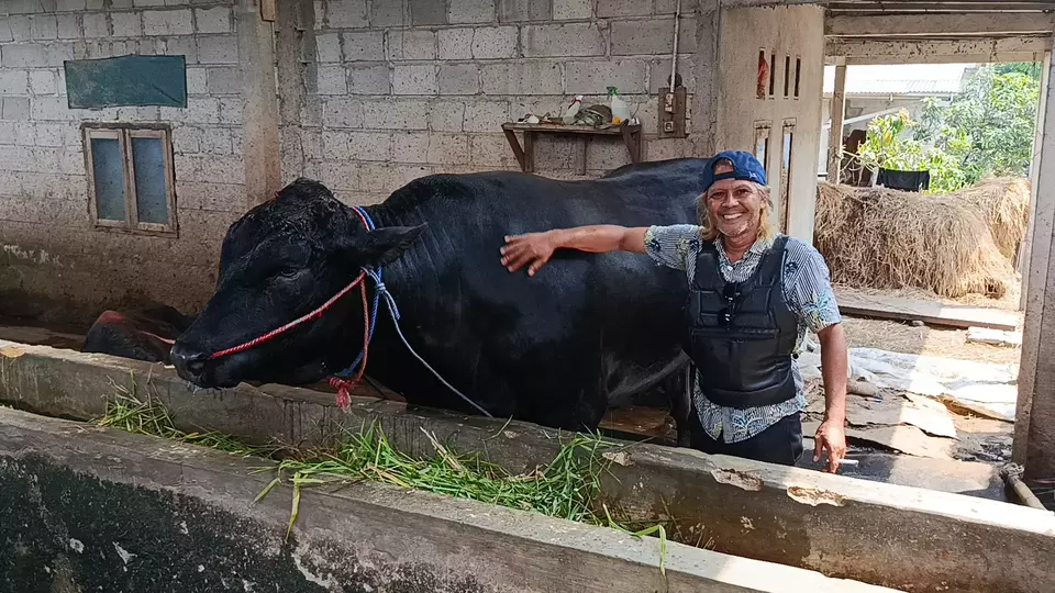 Sapi Hibrida 1,15 Ton Ini Jadi Andalan Kurban Presiden di Iduladha 2026