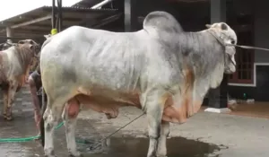 Prabowo Borong Sapi Jumbo 1 Ton dari Bantul, Harganya Tembus Rp90 Juta