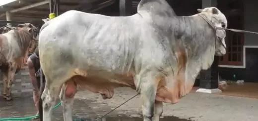 Prabowo Borong Sapi Jumbo 1 Ton dari Bantul, Harganya Tembus Rp90 Juta