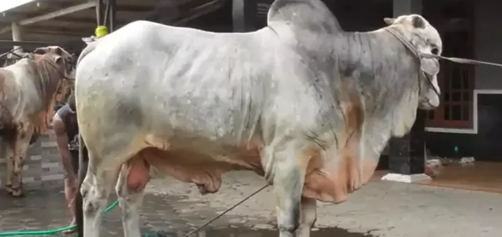 Prabowo Borong Sapi Jumbo 1 Ton dari Bantul, Harganya Tembus Rp90 Juta