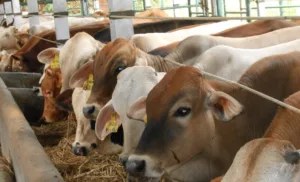Jelang Iduladha 2026, Ustaz Solmed Siapkan 4 Ekor Sapi Kurban