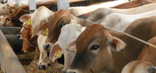 Jelang Iduladha 2026, Ustaz Solmed Siapkan 4 Ekor Sapi Kurban