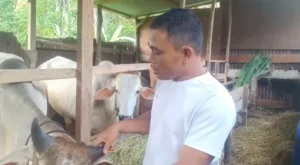 Jelang Hari Raya Kurban, Permintaan Sapi di Kerinci Melonjak Tajam