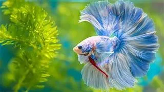 Pesona Ikan Cupang Tak Pernah Padam, dari Hiasan Rumah hingga Penghilang Stres