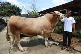 Program Sapi Kurban Presiden Disorot, Menkeu Sebut Tidak Tahu Menahu Menggunakkan APBN