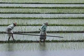 Kementan Genjot Tanam 50 Ribu Hektare di 25 Provinsi Hadapi Ancaman Kemarau