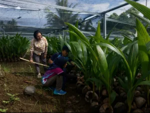 Kementan Pastikan 39.861 Bibit Kelapa di Sulut Siap Disalurkan ke Petani
