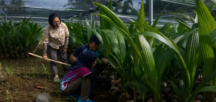 Kementan Pastikan 39.861 Bibit Kelapa di Sulut Siap Disalurkan ke Petani