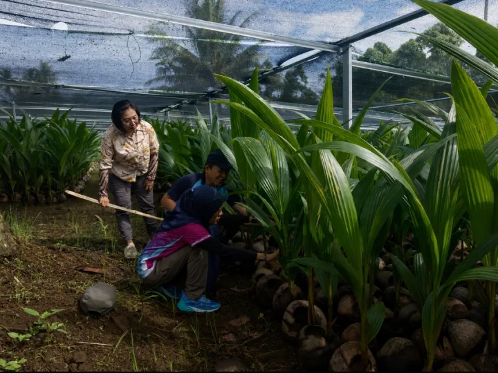 Kementan Pastikan 39.861 Bibit Kelapa di Sulut Siap Disalurkan ke Petani