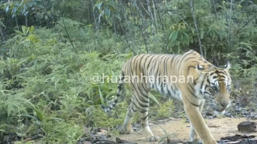 90 Camera Trap Ungkap Kehadiran Harimau Sumatra di Hutan Jambi–Sumsel