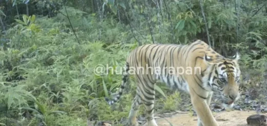 90 Camera Trap Ungkap Kehadiran Harimau Sumatra di Hutan Jambi–Sumsel