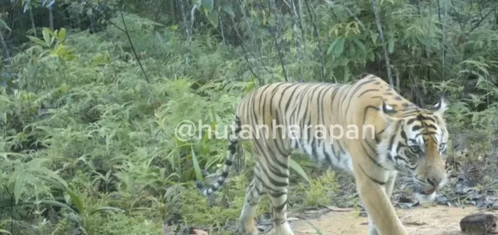 90 Camera Trap Ungkap Kehadiran Harimau Sumatra di Hutan Jambi–Sumsel