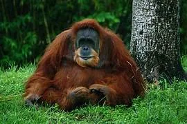 Harapan Baru dari Hutan Aceh, Bayi Orangutan Sumatera Lahir di Jantho