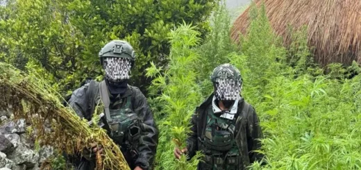 TNI Bongkar Ladang Ganja 5.000 Batang di Yahukimo, Senjata Tradisional Ikut Diamankan