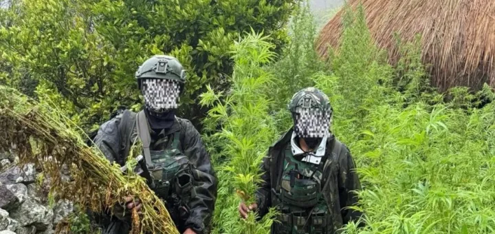 TNI Bongkar Ladang Ganja 5.000 Batang di Yahukimo, Senjata Tradisional Ikut Diamankan