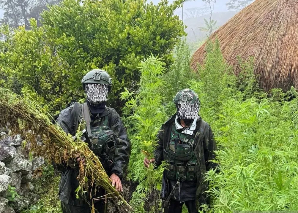 TNI Bongkar Ladang Ganja 5.000 Batang di Yahukimo, Senjata Tradisional Ikut Diamankan