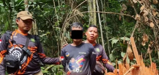 Kemenhut Bongkar Illegal Logging di Penyangga Taman Nasional Bukit Tigapuluh, Dua Tersangka Ditahan