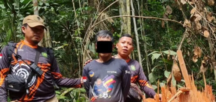 Kemenhut Bongkar Illegal Logging di Penyangga Taman Nasional Bukit Tigapuluh, Dua Tersangka Ditahan